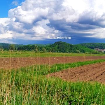 Pijavški hrib